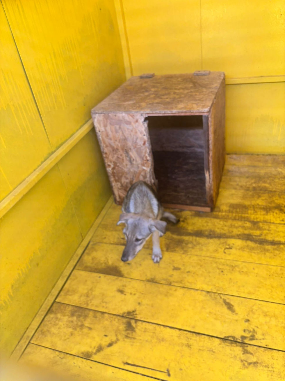 Немає клички