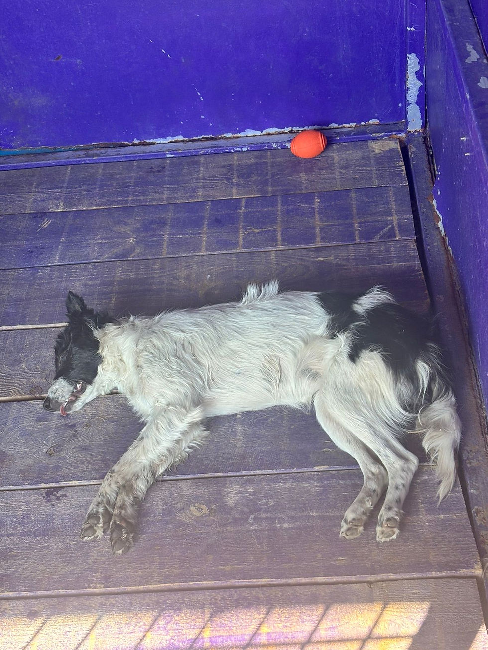 Немає клички