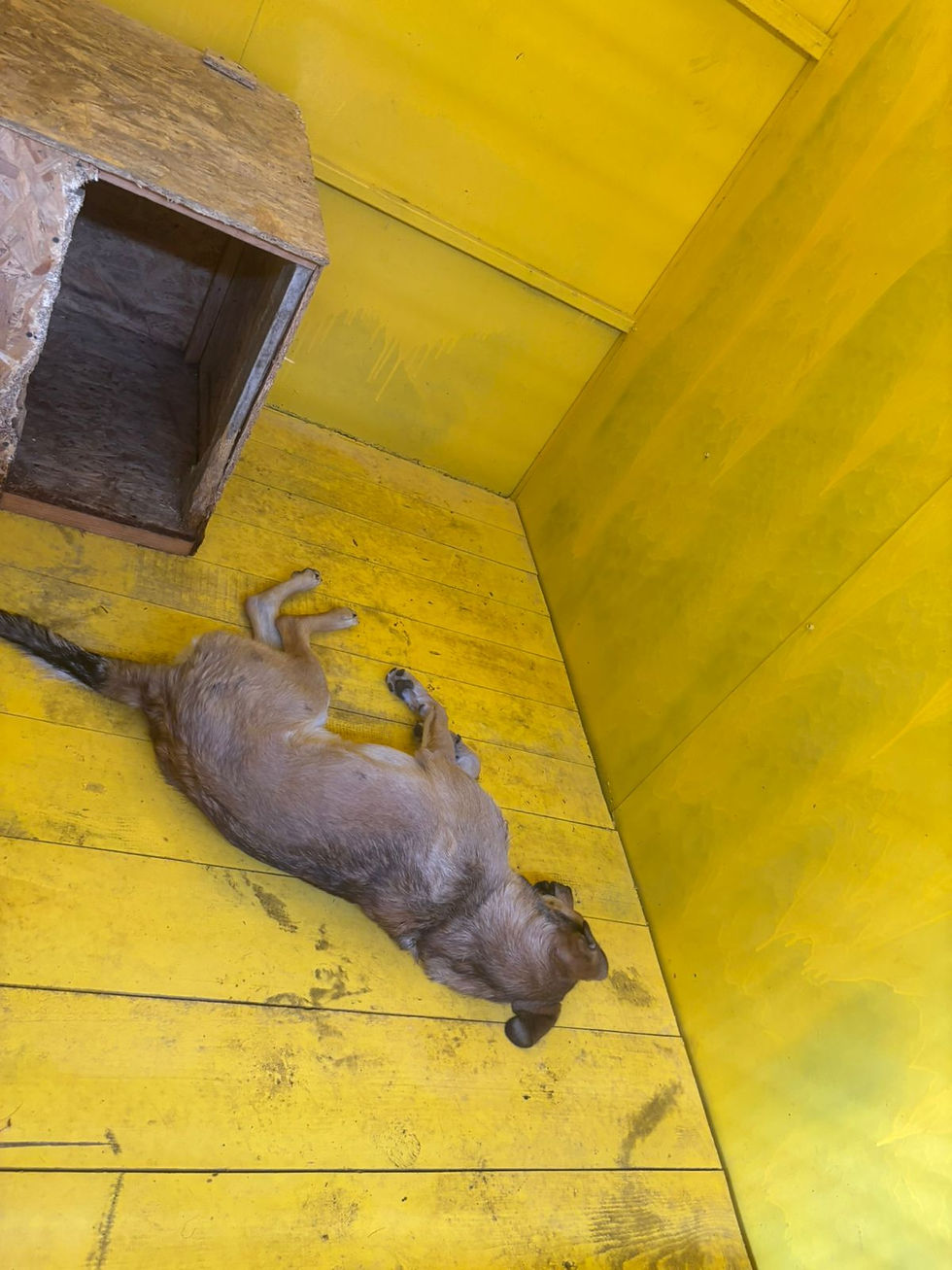 Немає клички