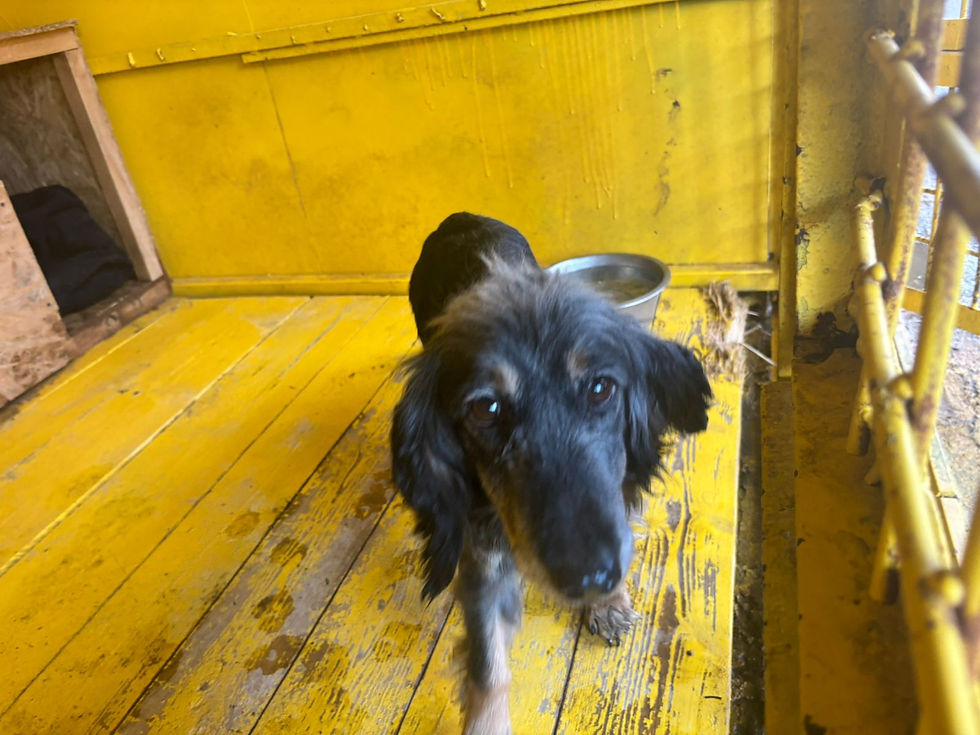 Немає клички