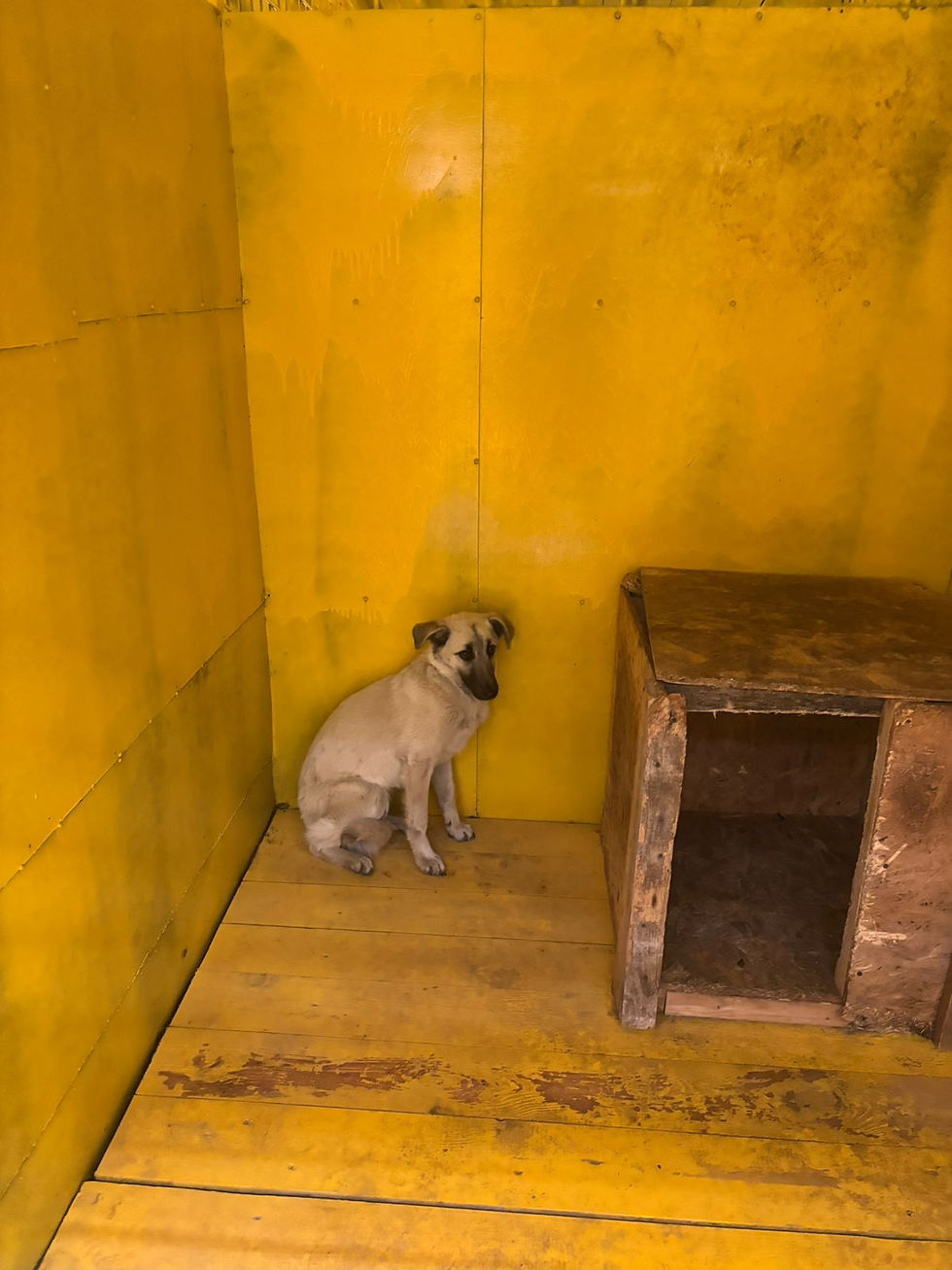 Немає клички