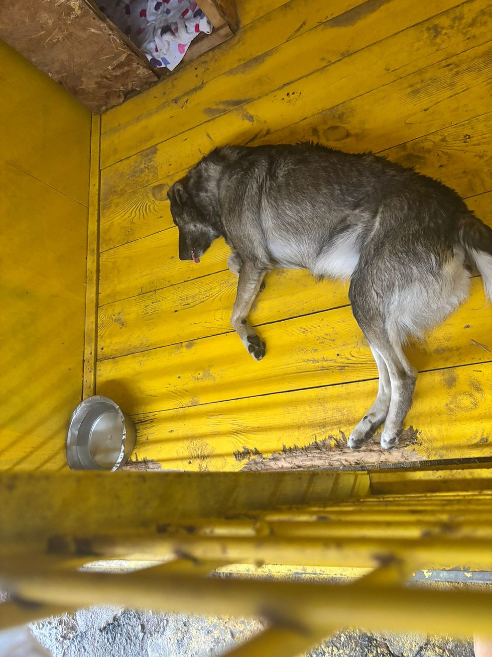Немає клички