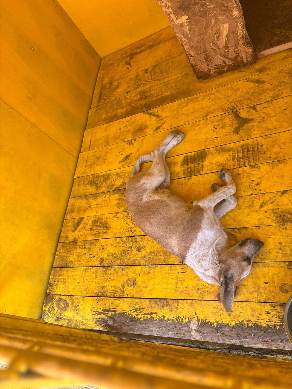 Немає клички