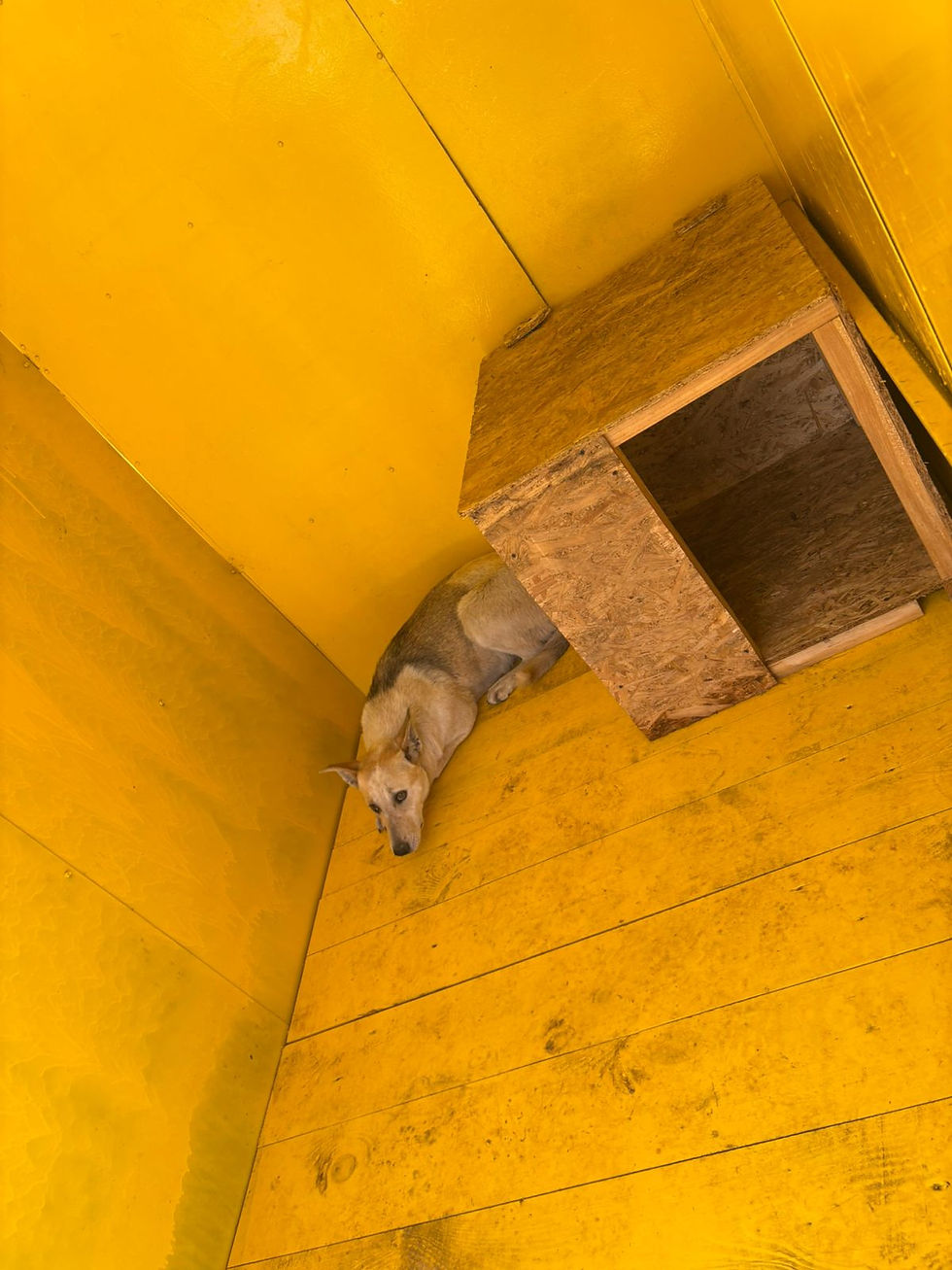 Немає клички