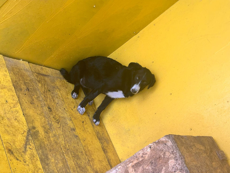 Немає клички