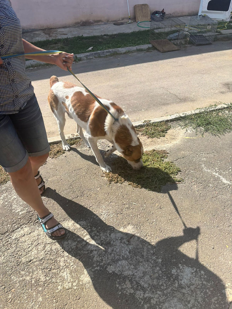 Немає клички