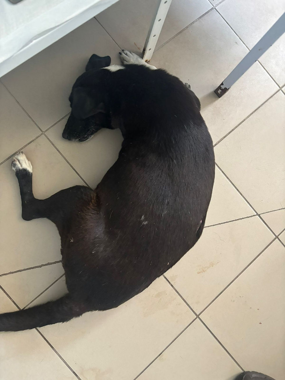 Немає клички