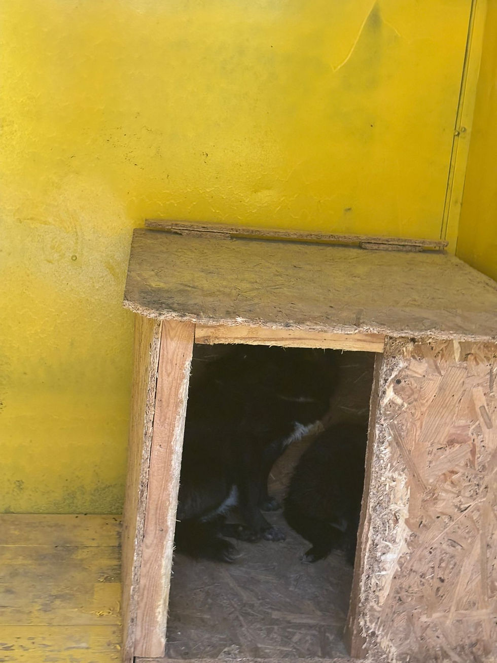 Немає клички