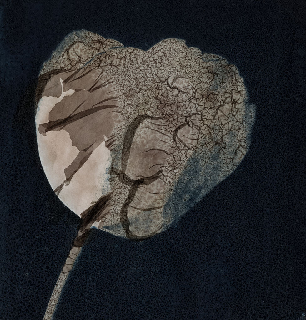 Tulip - Coffe-Toned-Cyanotype in Gelatine on watercolour paper .jpeg