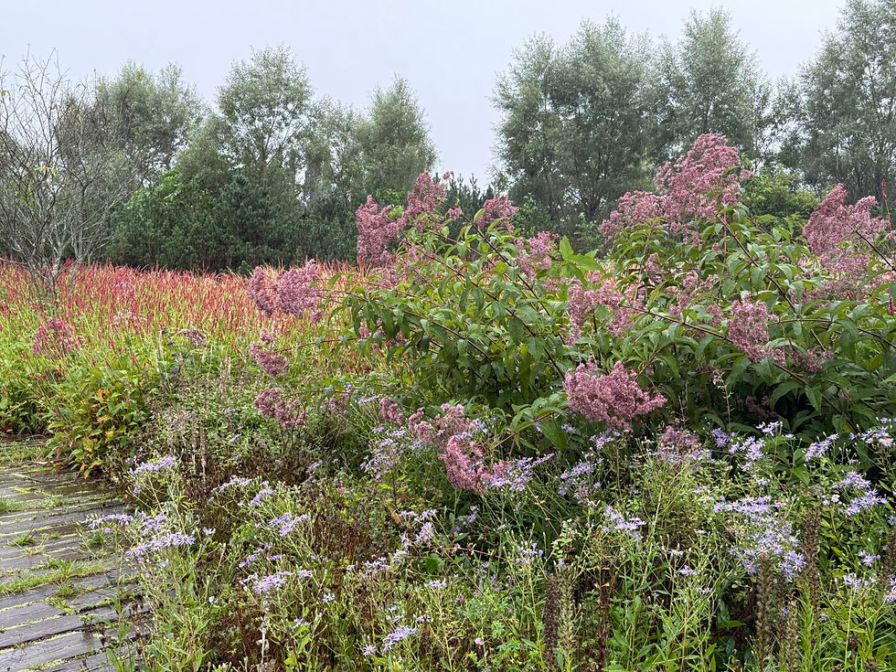 木道脇にピンクの花房と薄紫の野花が咲く自然庭園。奥に緑の木々が並び、静かな初秋の風景。