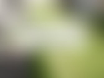 「私たち、芝生やめました!」芝生の庭リフォーム事例7選をご紹介