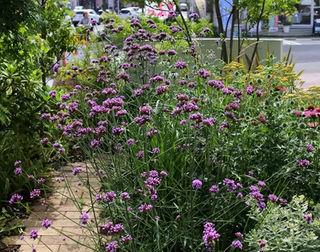 ロハスのおすすめする植物 バーベナ ボナリエンシス 外構 庭 リノベーションのロハスガーデンズ ロハスのおすすめする植物 バーベナ ボナリエンシス 外構 庭 リノベーションのロハスガーデンズ