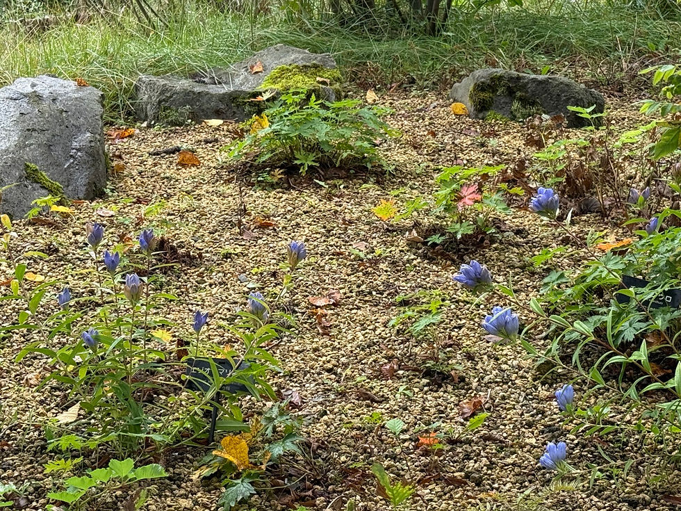 大雪森のガーデン「森の花園」エリアの植栽