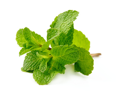 Menthe