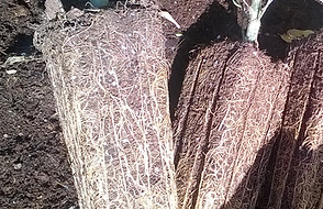 Downward growing fibrous root sytems, no spiralling
