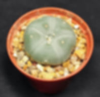 Lophophora Williamsii  3cm