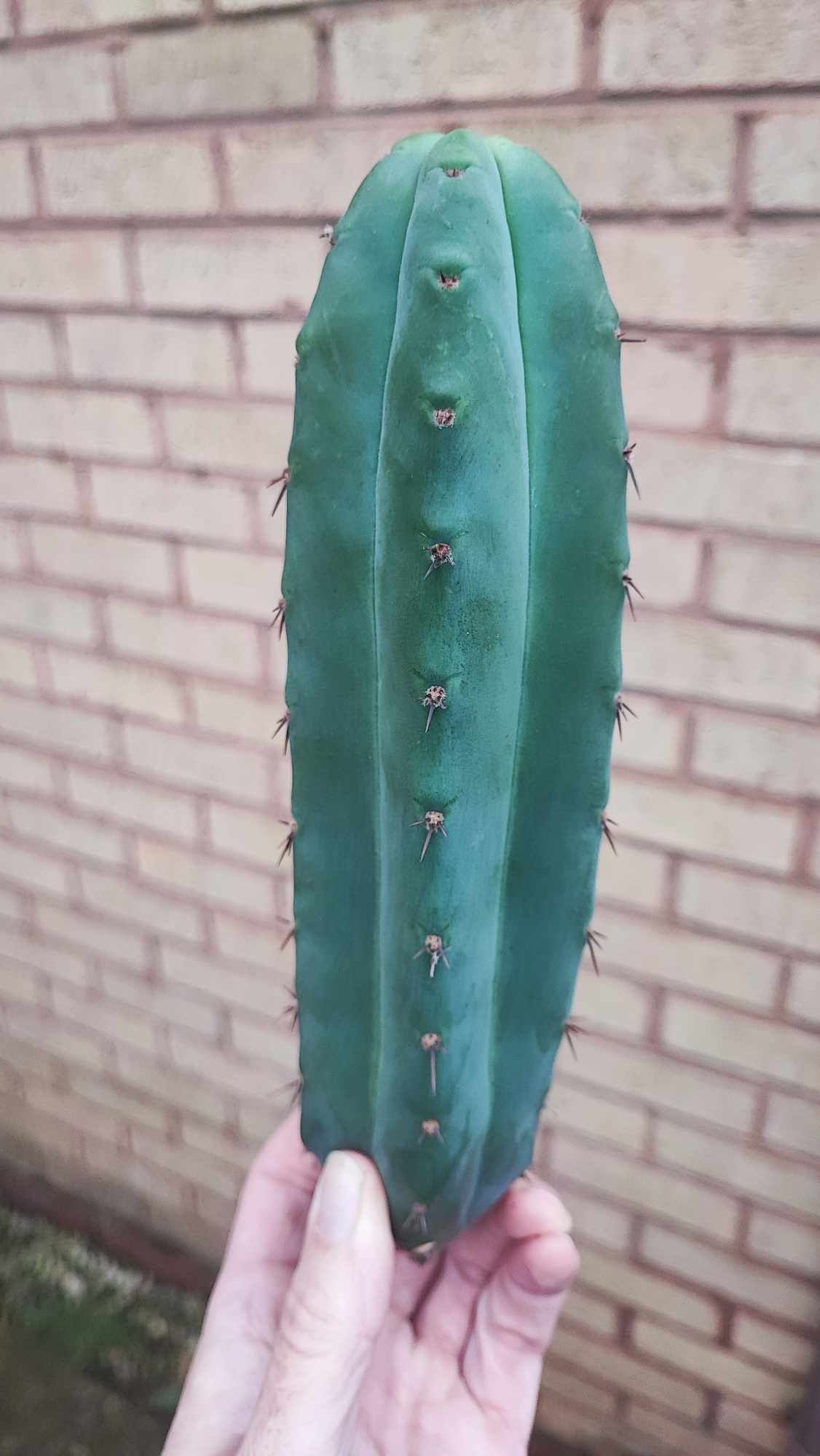 Trichocereus Peruvianus
"Volcano" #1
Immaculate rare clone from San Pedro Island
