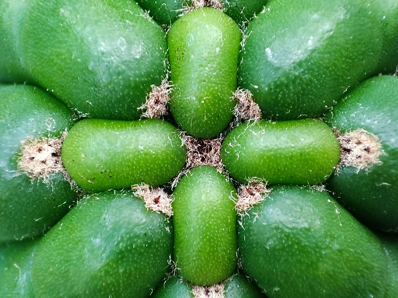 close up tip shot alt sacred plants pg.jpg