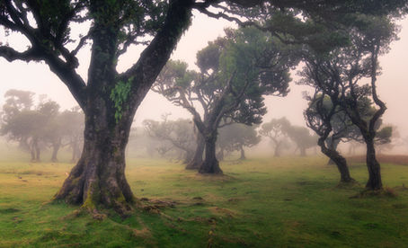 October 17, 2023 - On the move in the mystical “fairy forest” Fanal