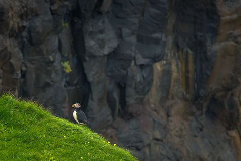 Relaxed Puffin