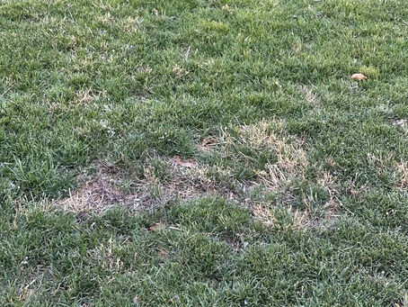 Αυτοψία στον περιβάλλοντα χώρο του Κτήματος Τζερμιά: Ξεραμένο γκαζόν και προχειρότητα πίσω από τις εξαγγελίες Ψυχάλη!