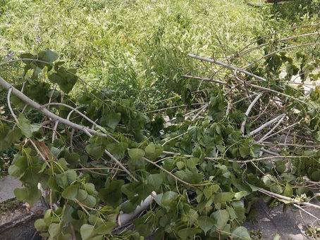 Πεύκη: Το νέο τροπικό θαύμα του Βόρειου Τομέα Αθηνών!