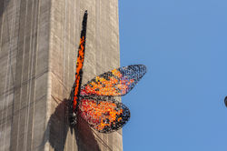 mariposas_chilensis_0-70