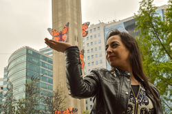 mariposas_chilensis_0-58