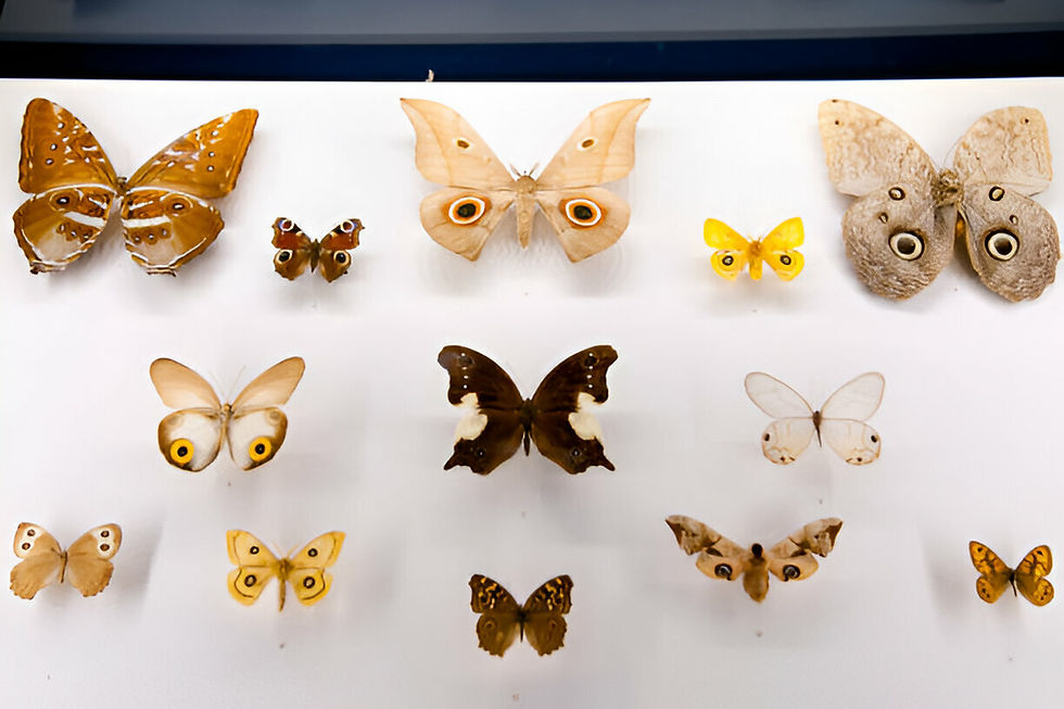 Taxidermy insects for sale australia