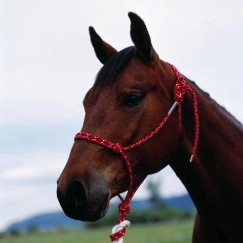 Rope halter and leads