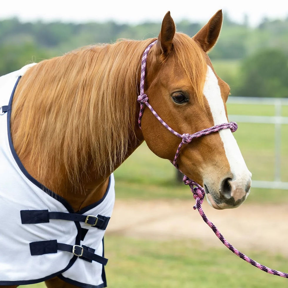 Rope halter and leads