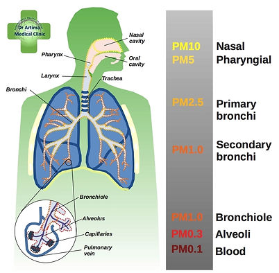 Lung_PM.jpg