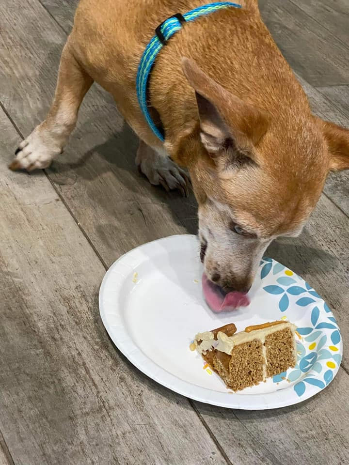 Thumbnail: Custom Doggie Cakes
