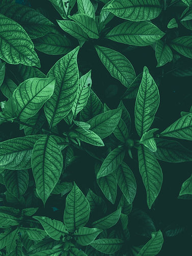 riski-andriansyah-Gl6GljPtJpo-unsplash.jpg