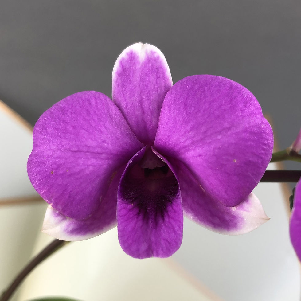 Thumbnail: Violet with White Edges Dendrobium Yaya  Orchids