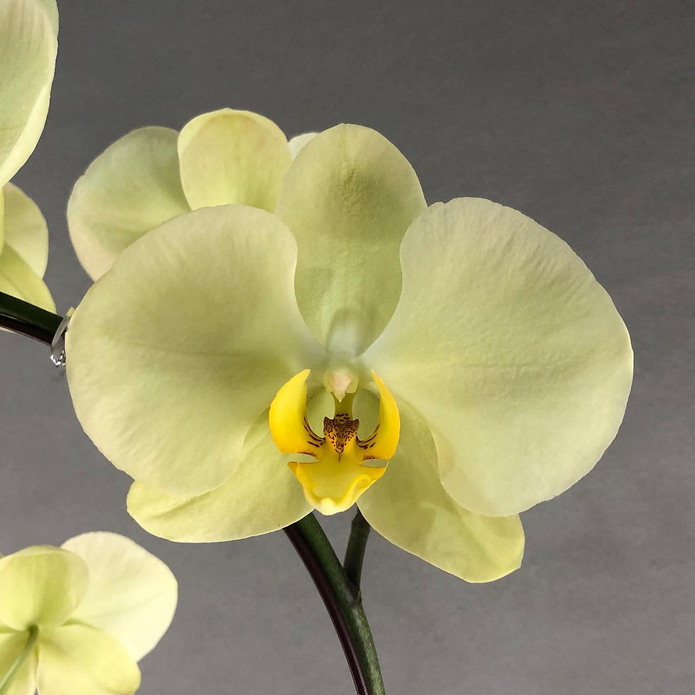 Thumbnail: Taiwan Yellow Phalaenopsis Orchids