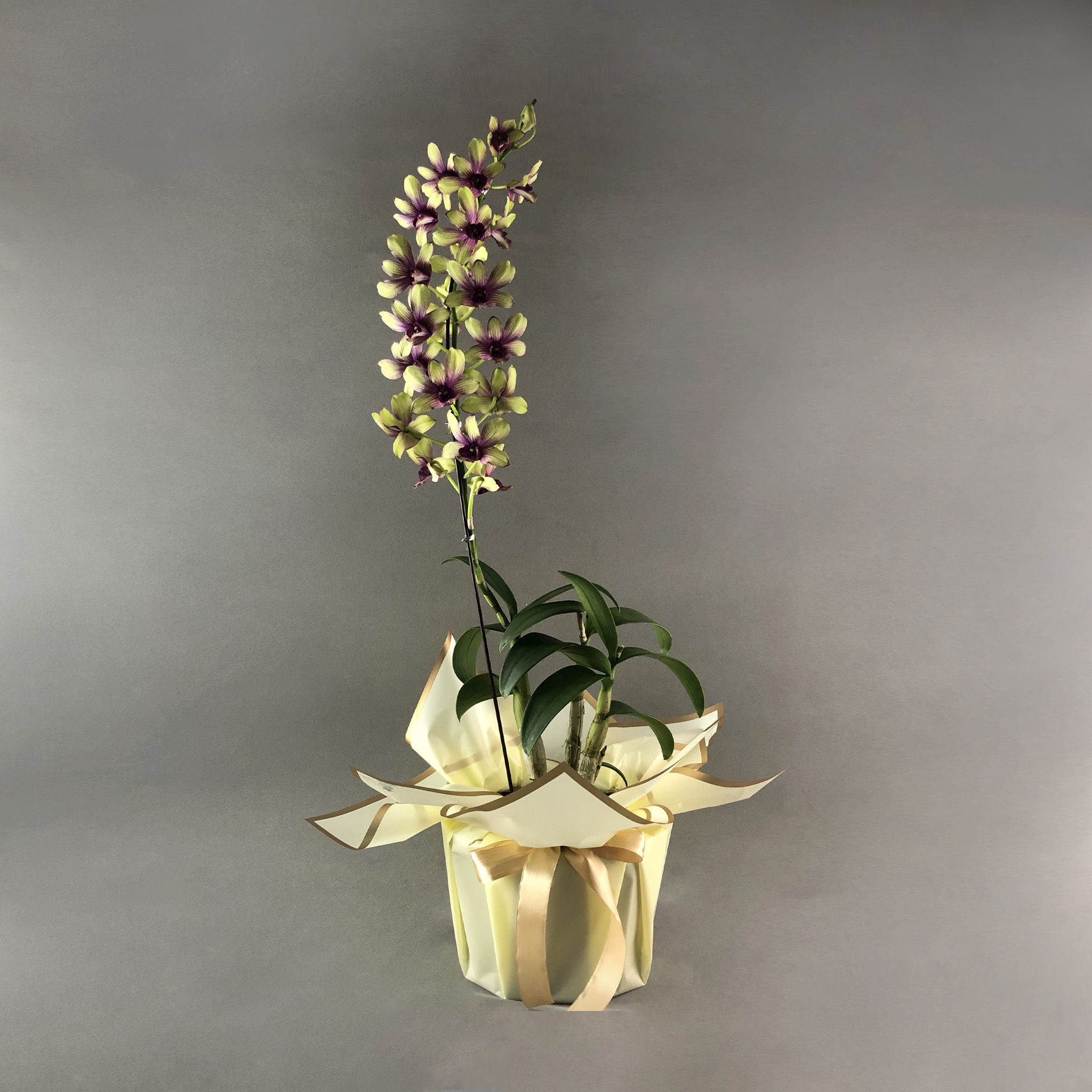 Yellow Maroon Stripe Dendrobium Orchids