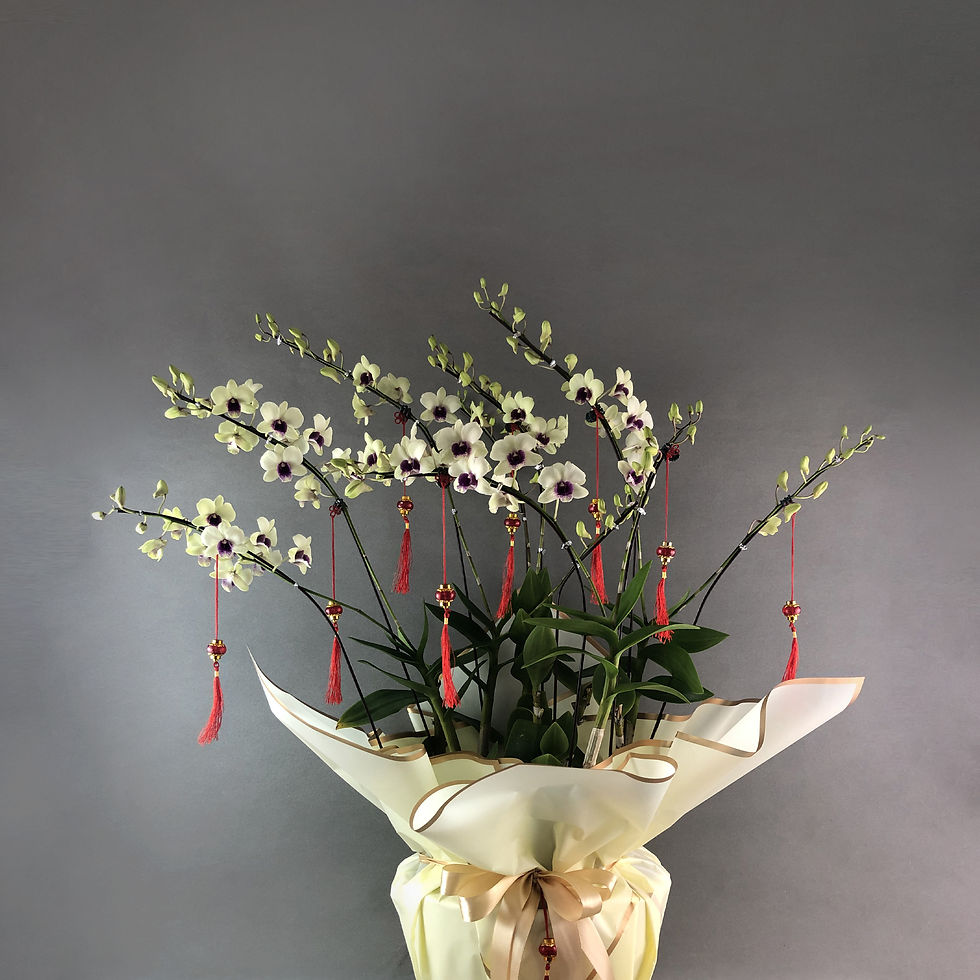 Thumbnail: Light Yellow Dendrobium Orchids