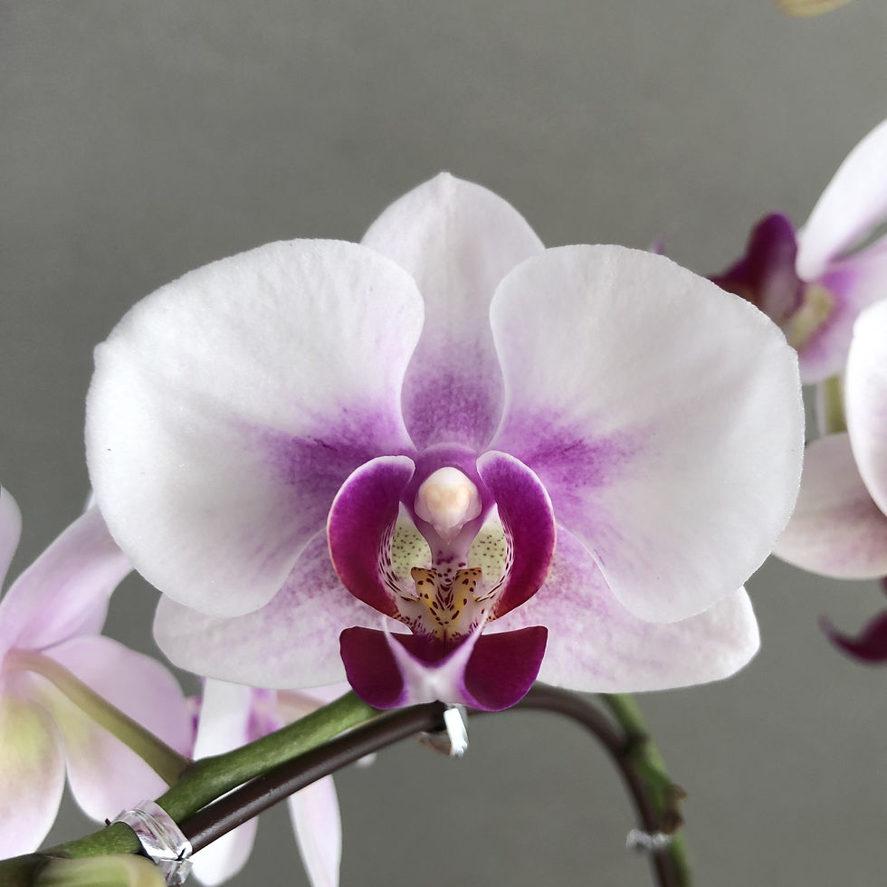 Thumbnail: Mini Pink Lip White Phalaenopsis Orchids