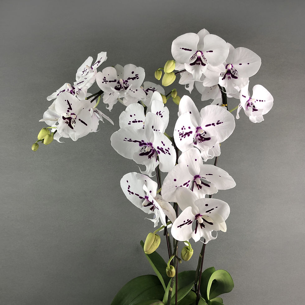 Thumbnail: Taiwan White Harlequin Big Lip Phalaenopsis Orchids