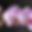 Thumbnail: Pink Phalaenopsis Orchids
