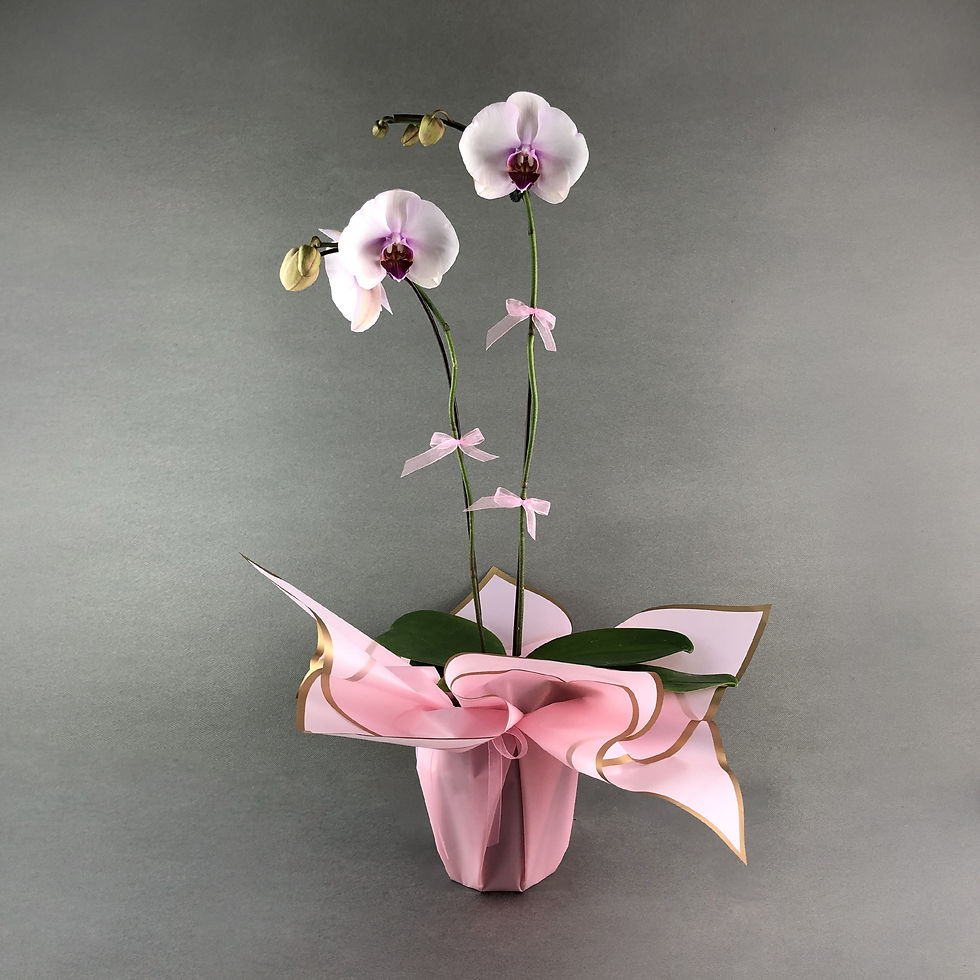 Thumbnail: Pink Lip White Phalaenopsis Orchids