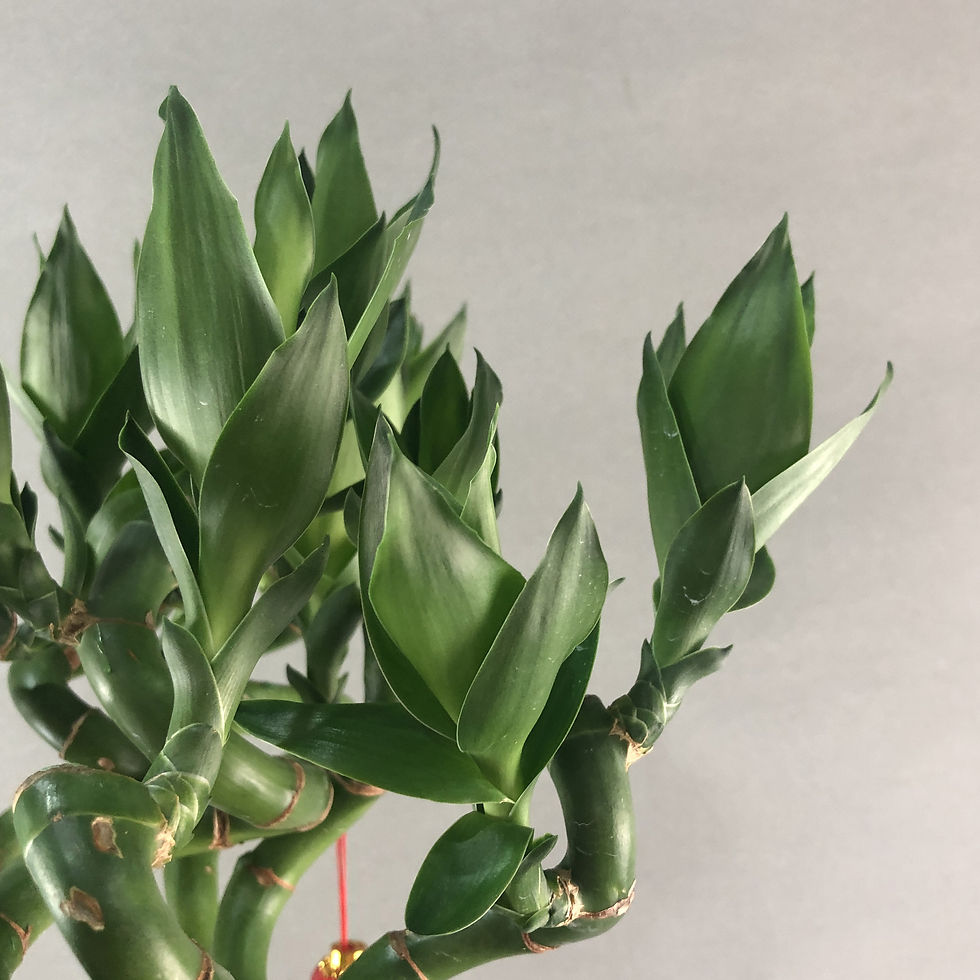 Thumbnail: Curly Lucky Lotus Bamboo Plant