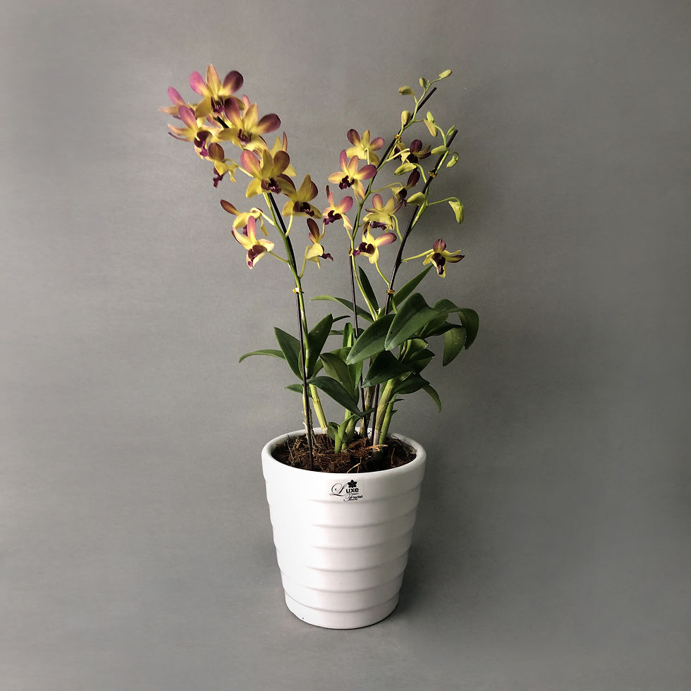 Thumbnail: Maroon Gold Bicolor Dendrobium Orchids