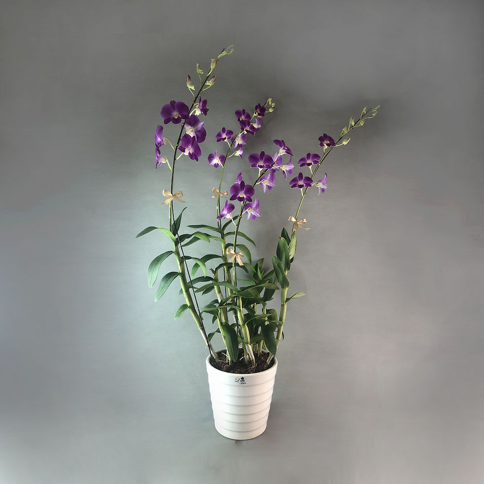 Thumbnail: Berrylicious Dendrobium Orchids