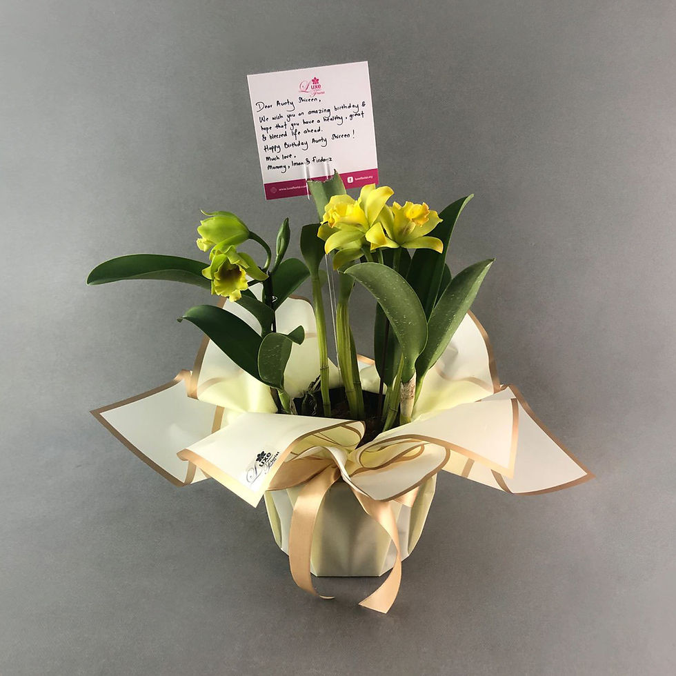 Thumbnail: Fragrant Yellow Mini Cattleya Orchids