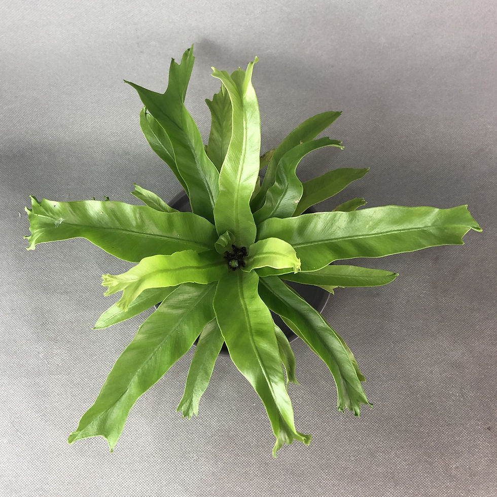 Thumbnail: Asplenium Osaka Fern Kokedama