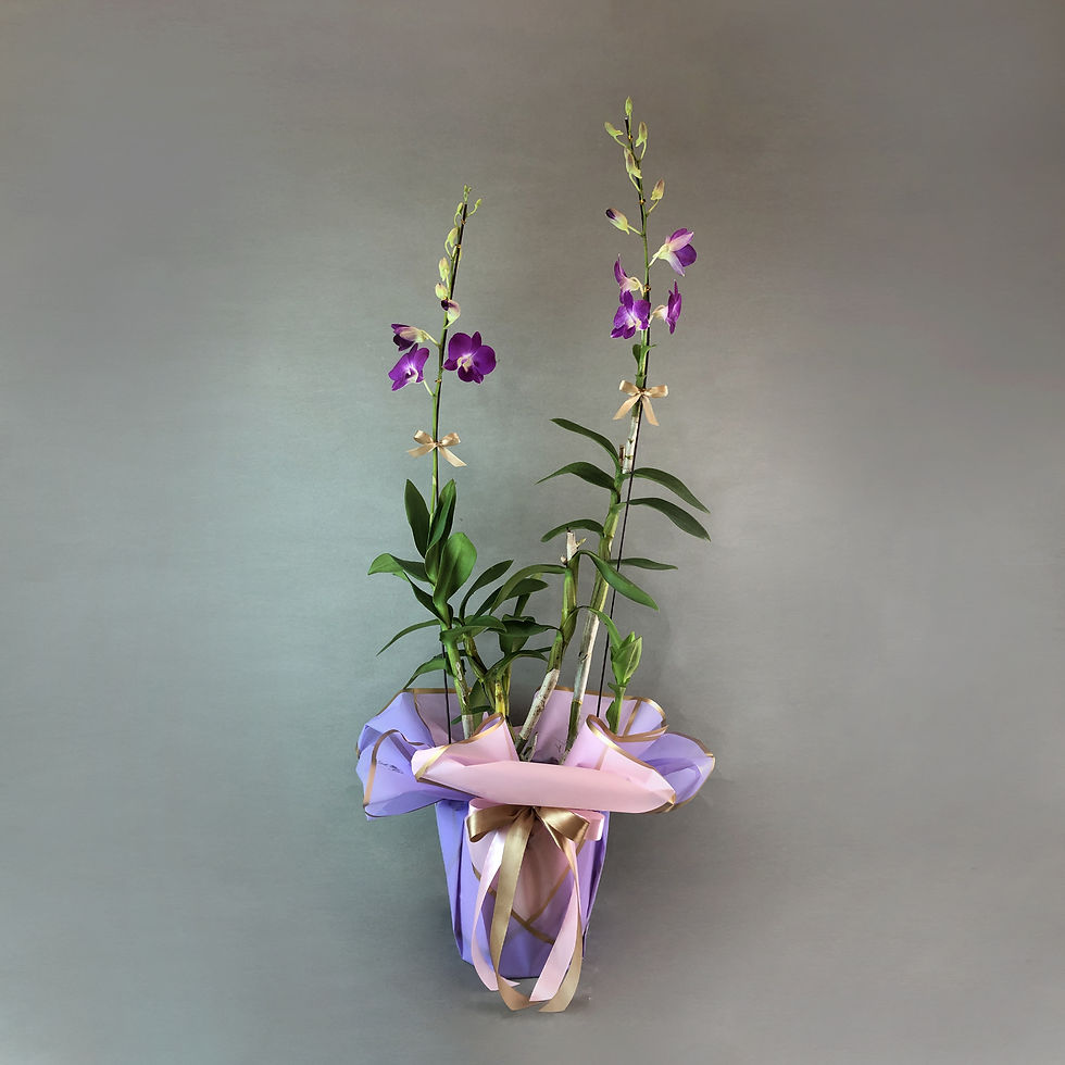 Thumbnail: Berrylicious Dendrobium Orchids