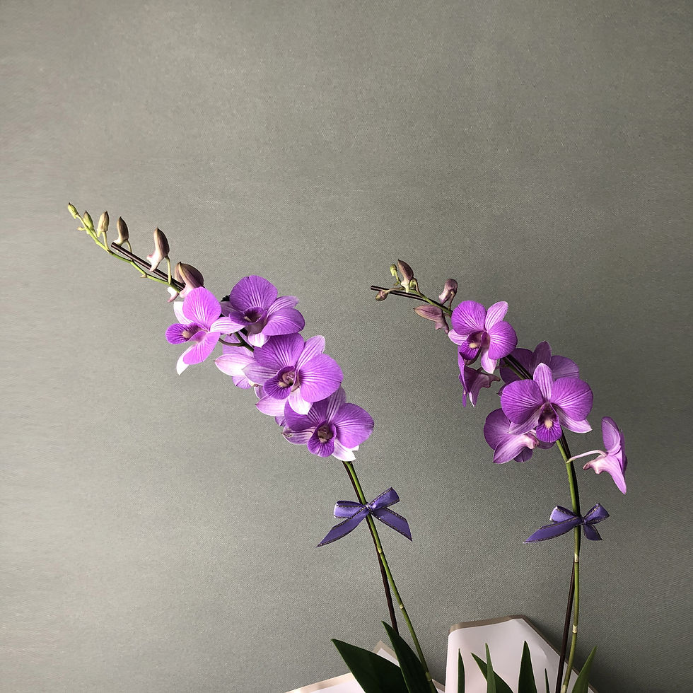 Thumbnail: Violet Stripe Dendrobium Orchids