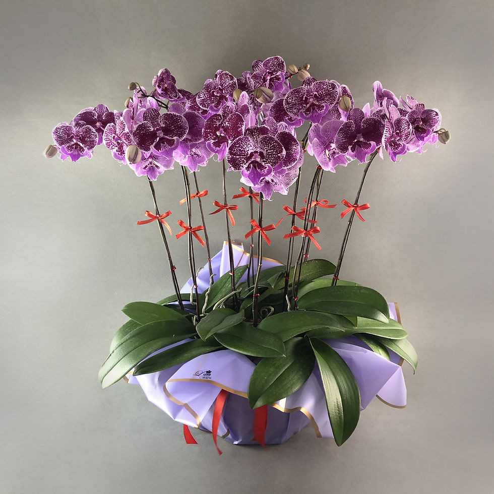 Thumbnail: Burgundy Spots Phalaenopsis Orchids
